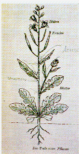 Goethes Metamorphosenlehre, Die Teile einer Pflanze